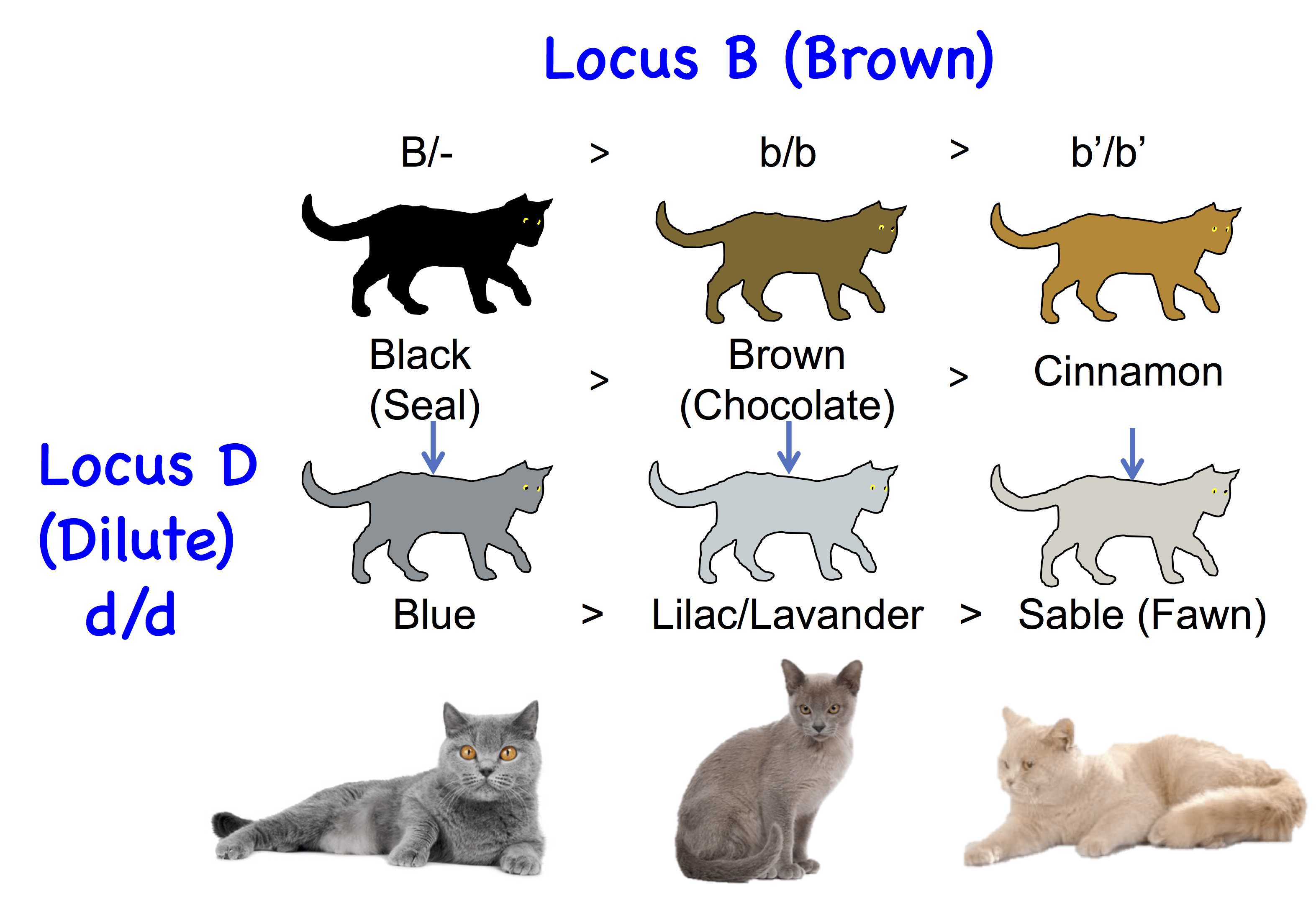 Cat Coat Colors Chart