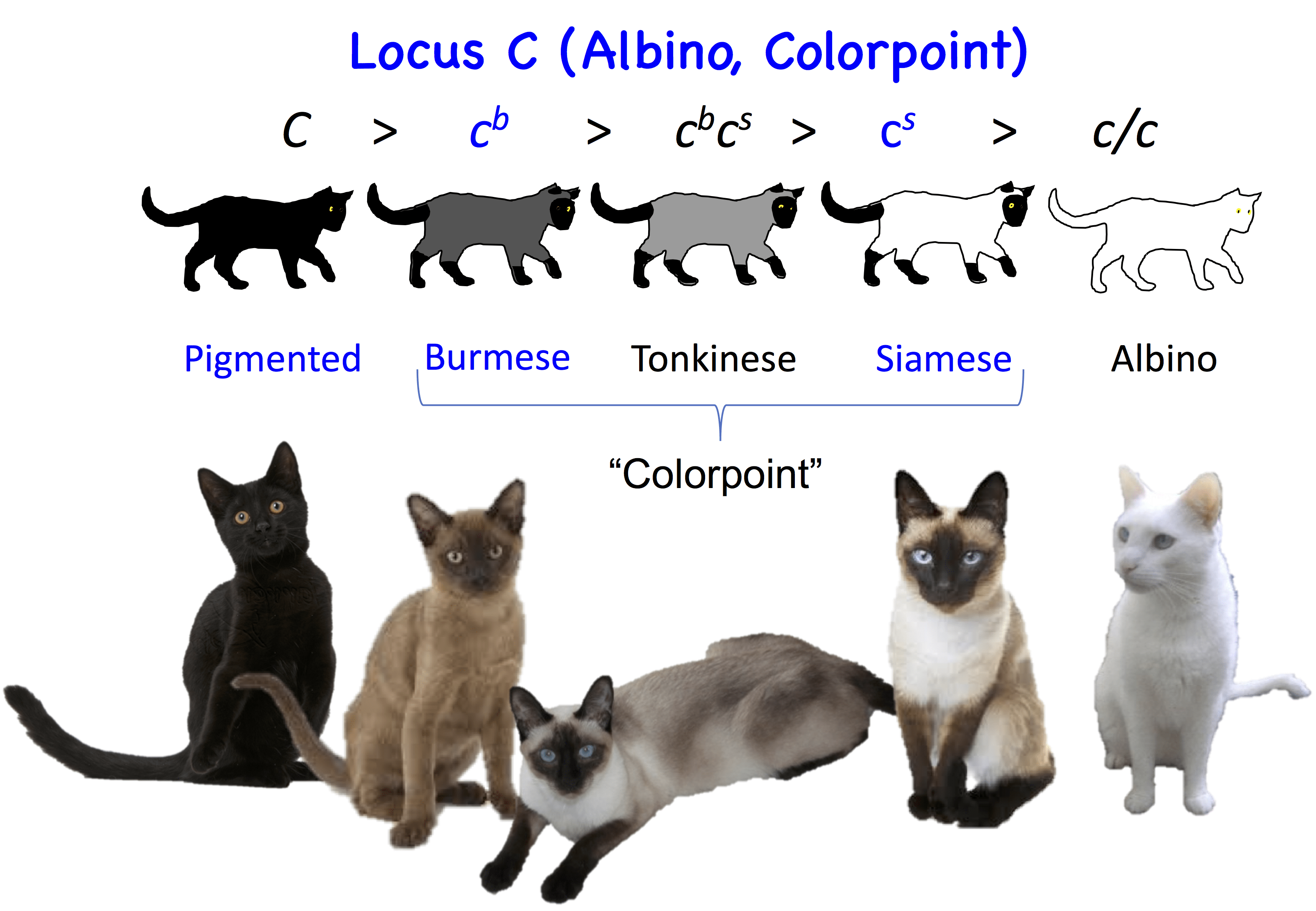 Burmese Cat Colour Chart