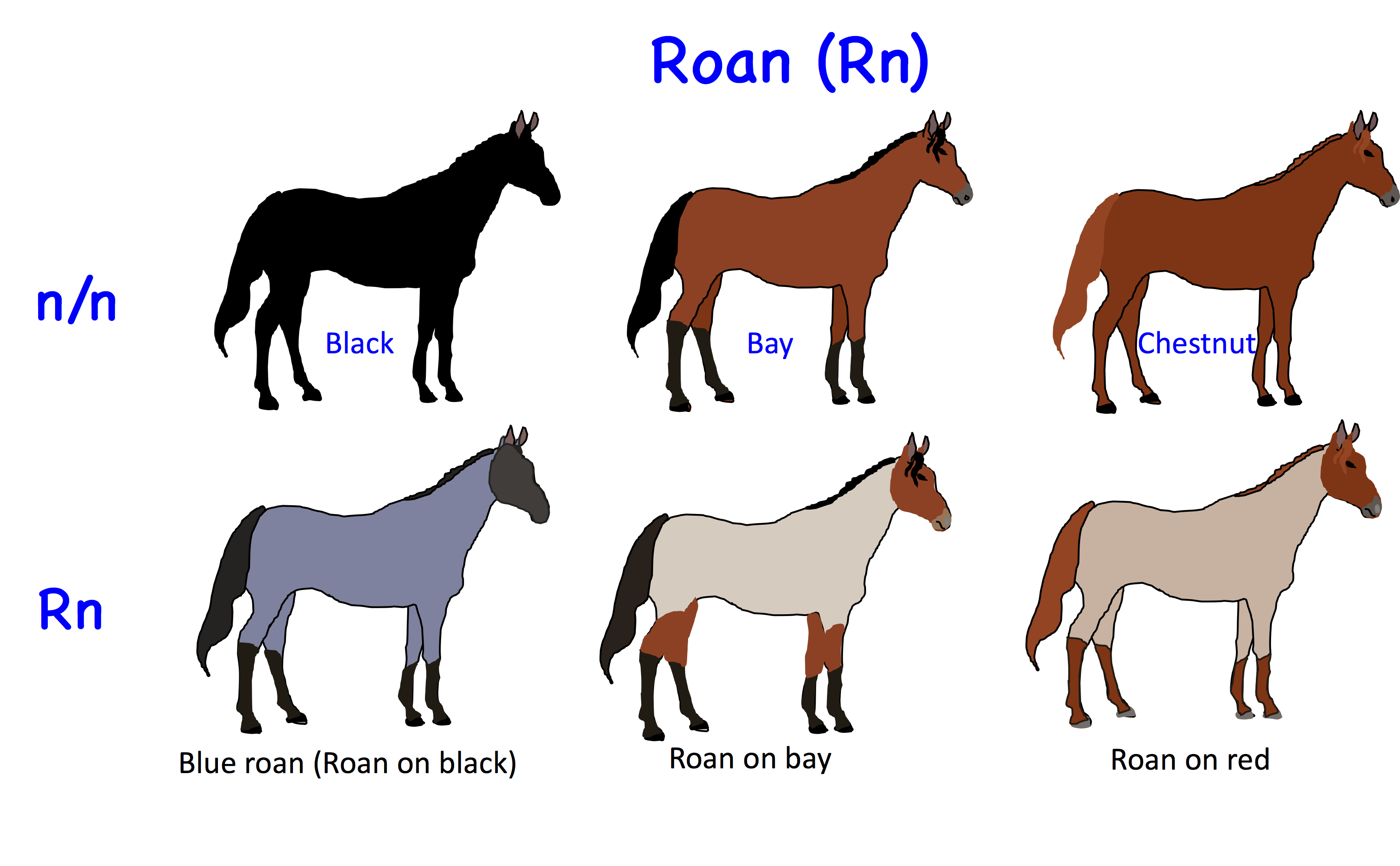 roan horse color