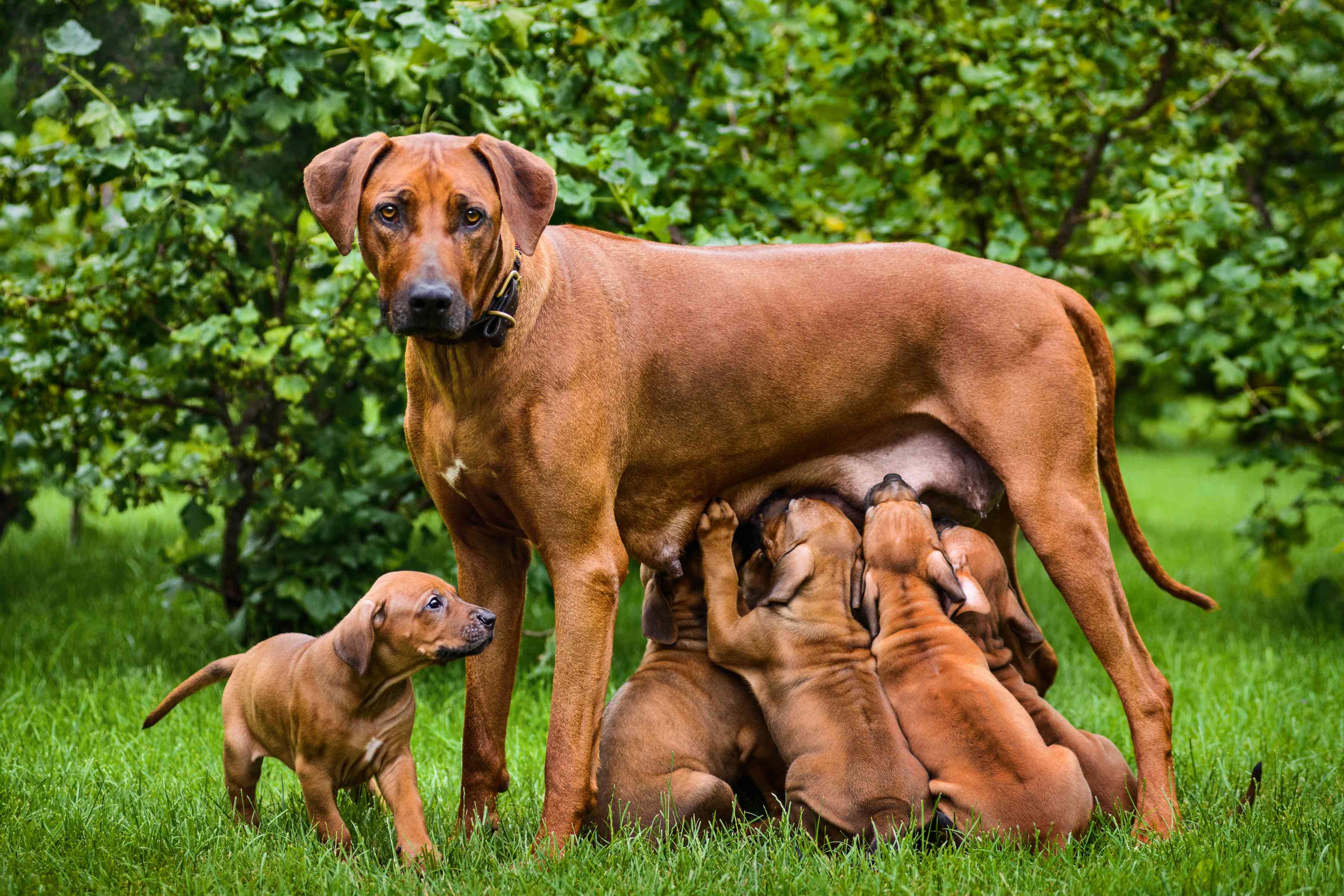 Dog Genetics : Inbreeding Calculator, Detailed Instructions and  Interpretation | Laboratoire de génétique vétérinaire