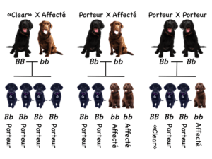 Genetique des chiens 101 heredite