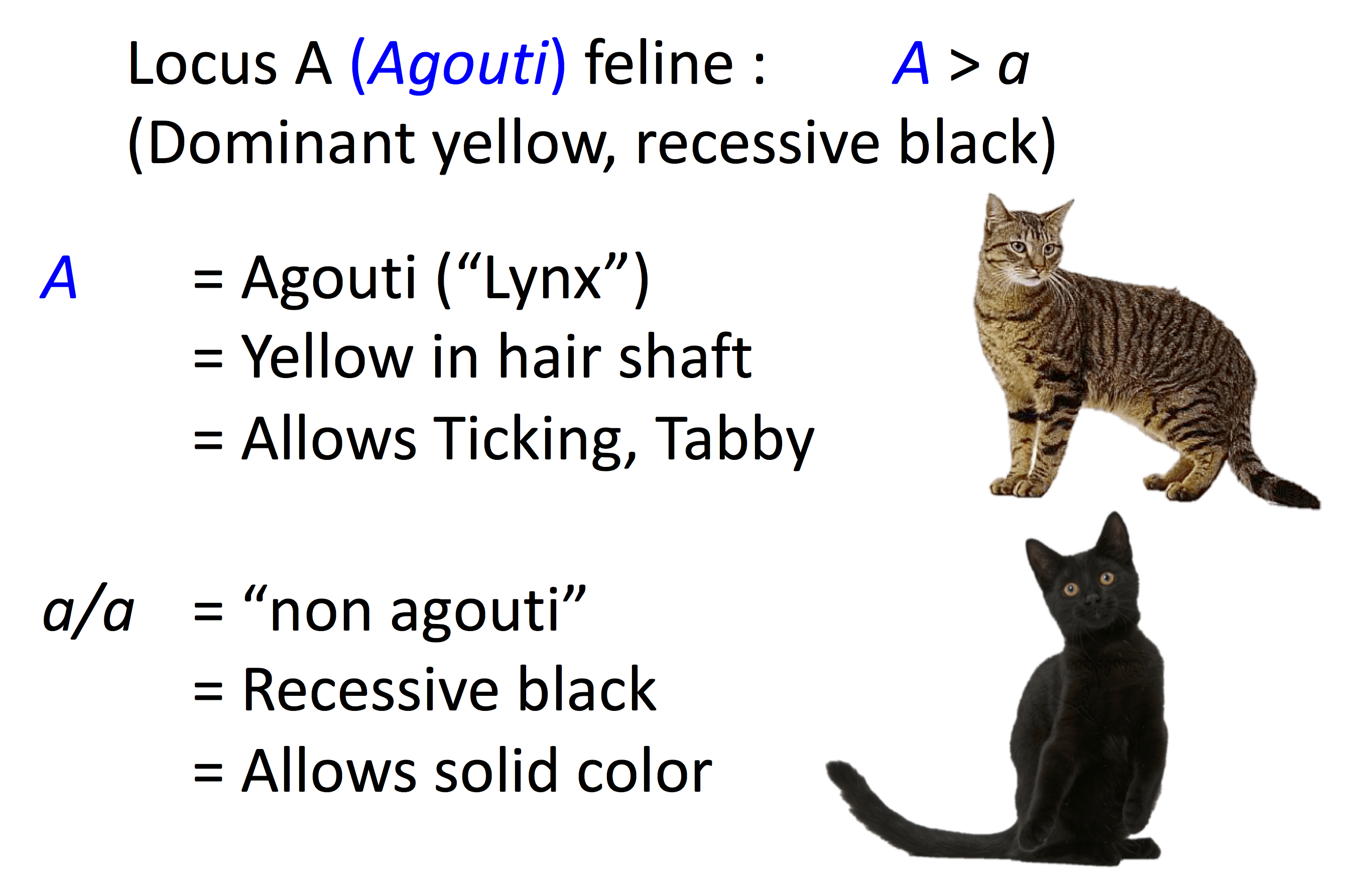 Cat coat genetics - Wikipedia