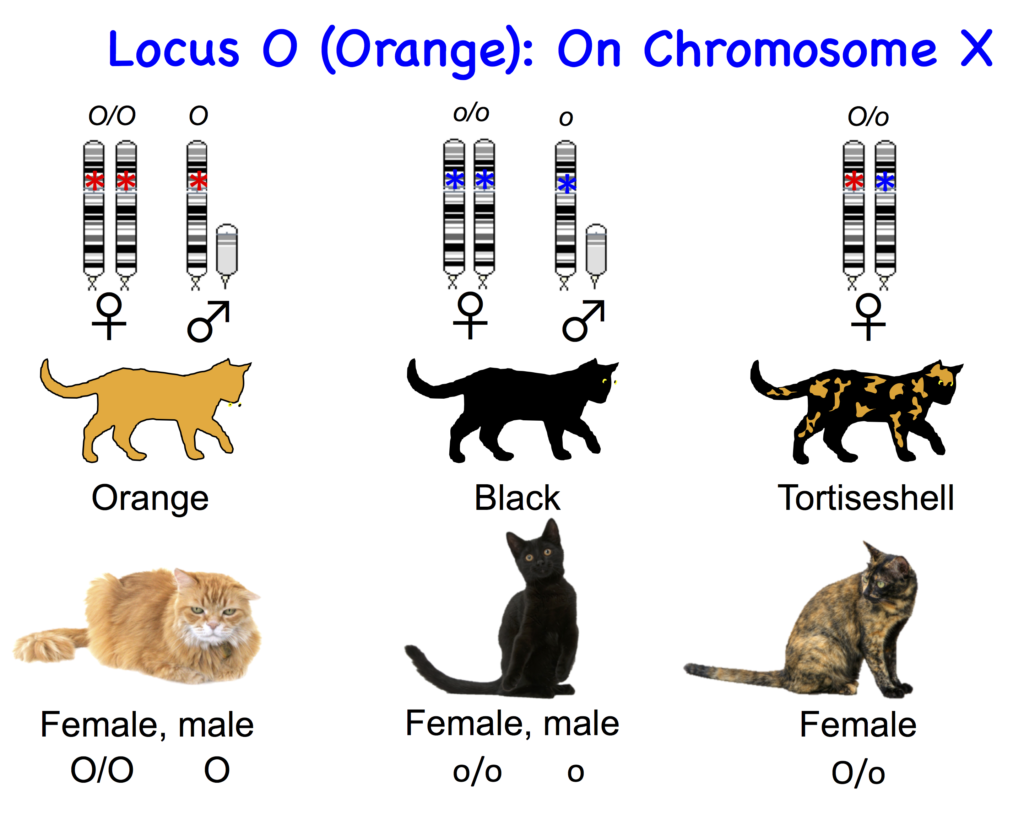 Cat Genetics 2.0: Colours | Laboratoire de génétique vétérinaire