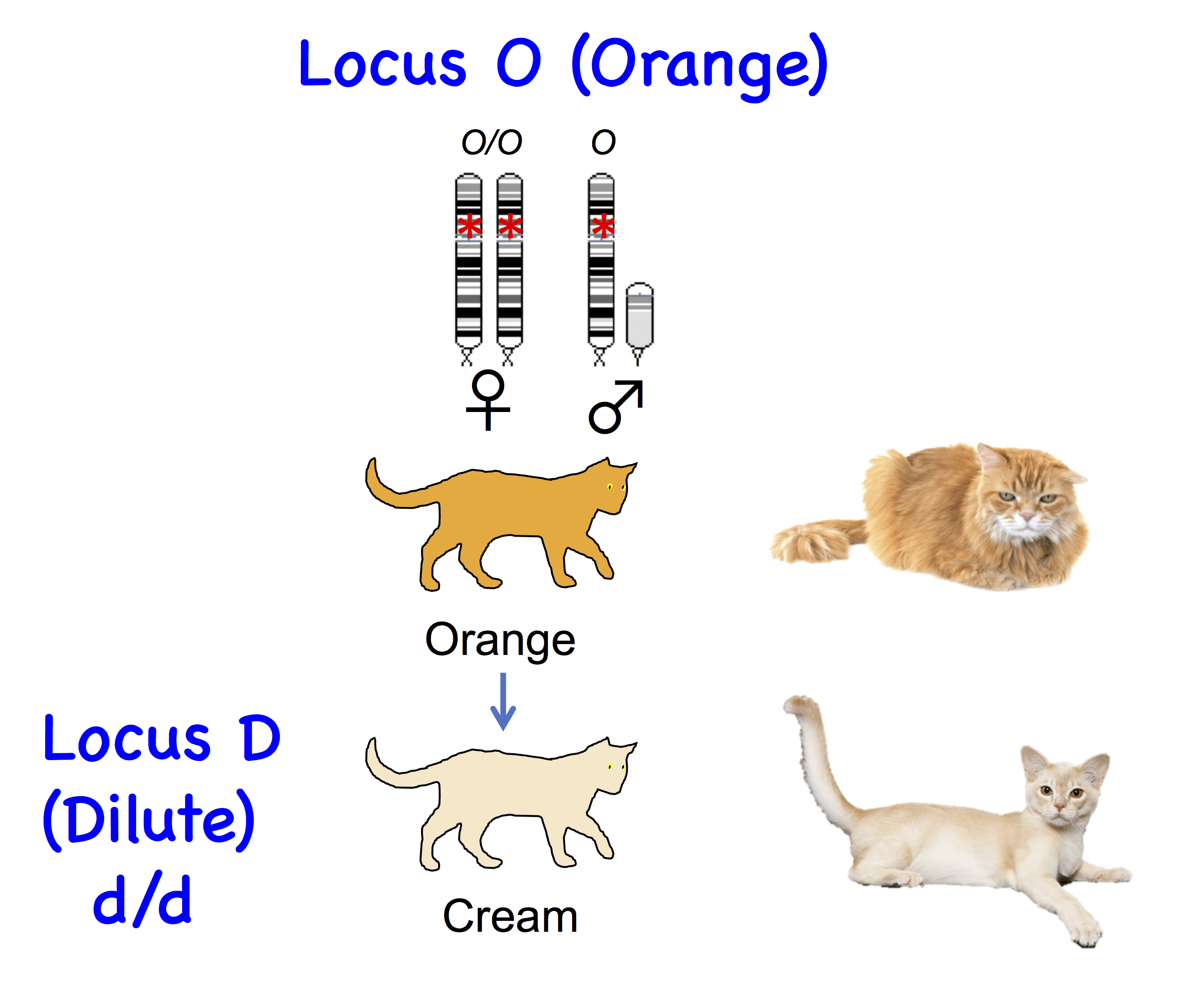 Feline Genetics: Types of Feline Coat Patterns and Colors (Part 1) – Animal  Almanac