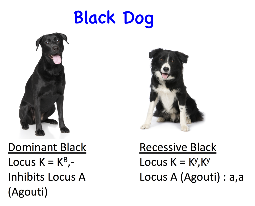 Dog 2.0 Colours Laboratoire de génétique vétérinaire