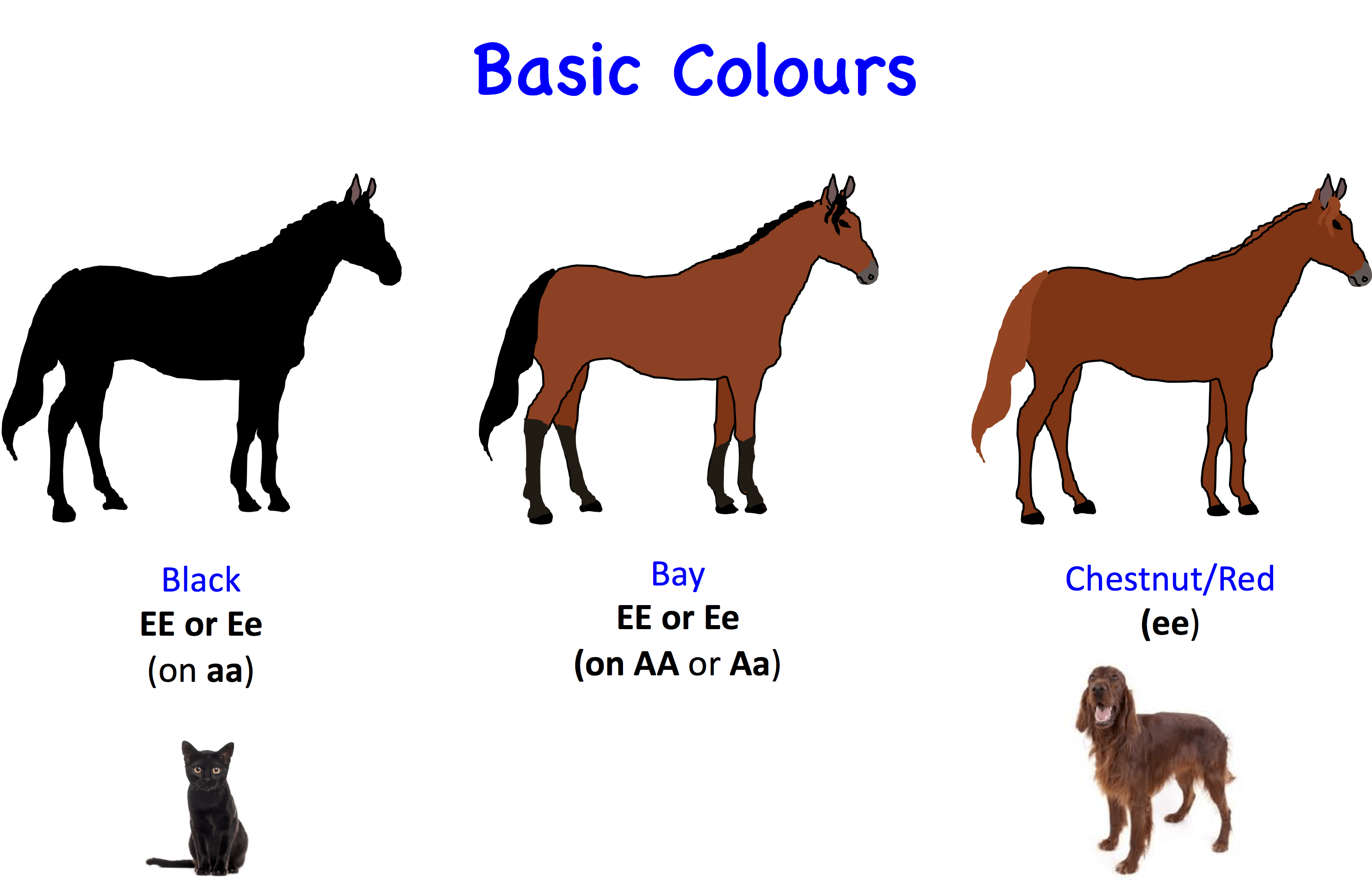 Breeding Color Chart For Horses