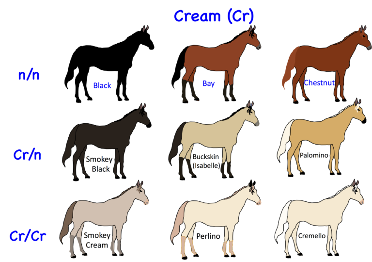 Horse Genetics 2.0: Colours | Laboratoire de génétique vétérinaire