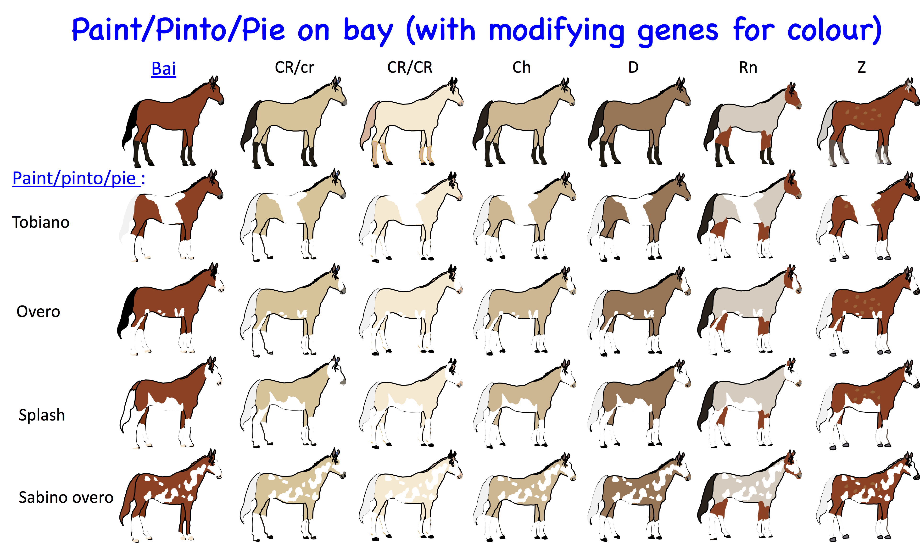 Horse coat colours and patterns