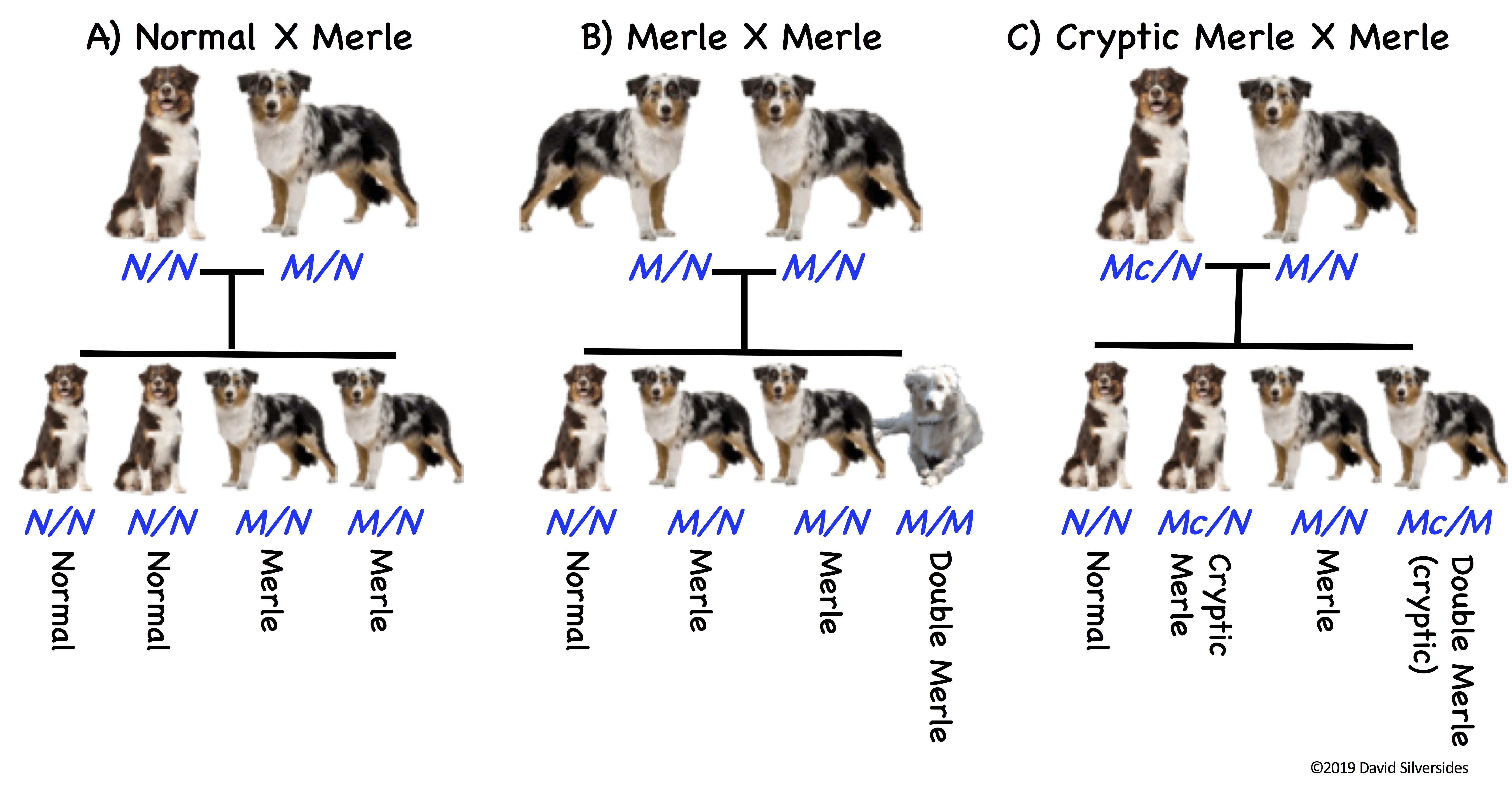 Dog Profile Merle Laboratoire de génétique vétérinaire