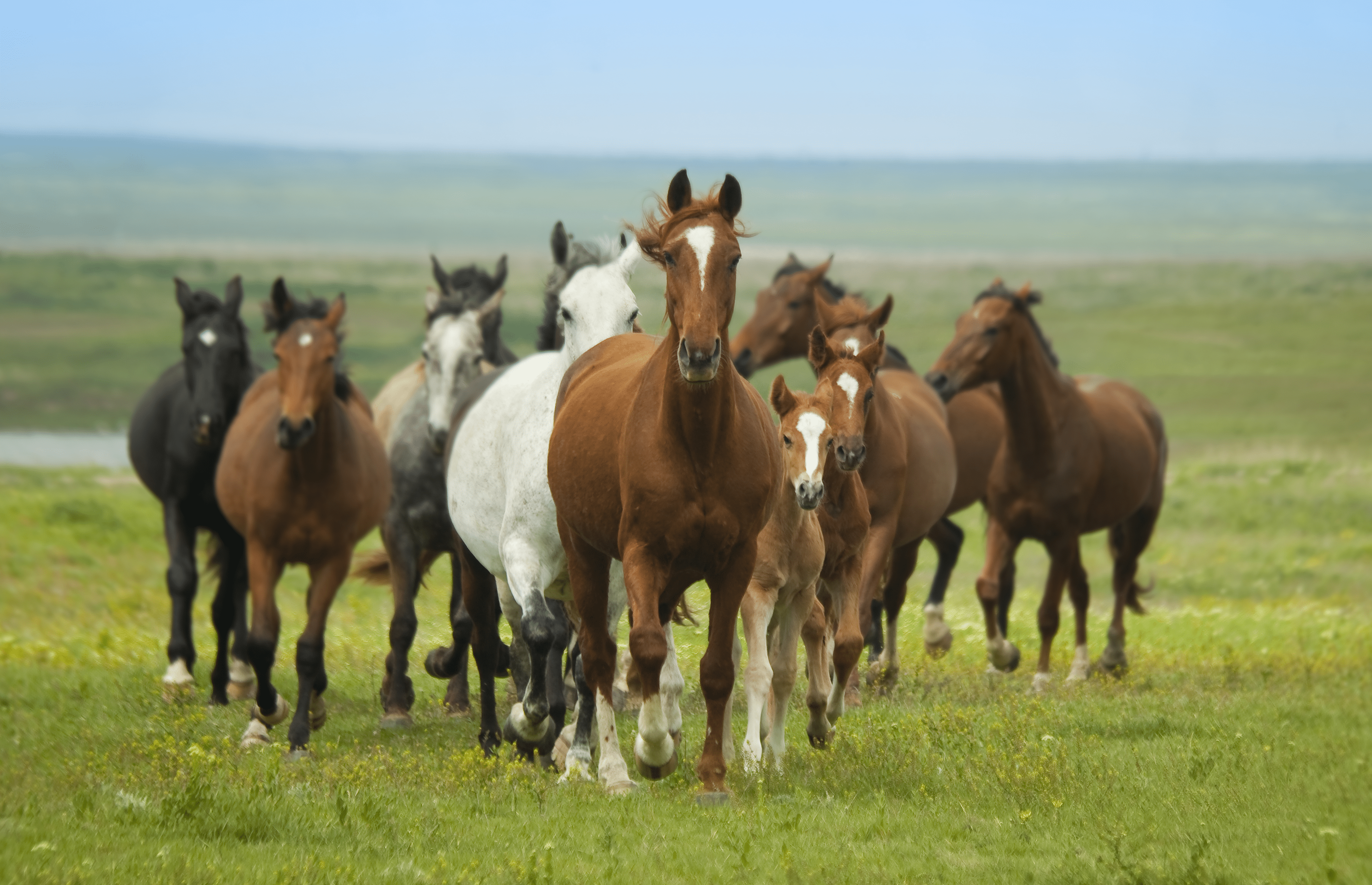 Equine coat color genetics - Wikipedia