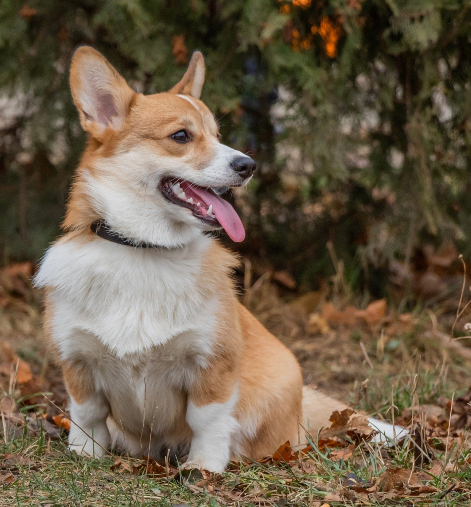 Canine Disease Profile Degenerative Myelopathy (DM) Laboratoire de