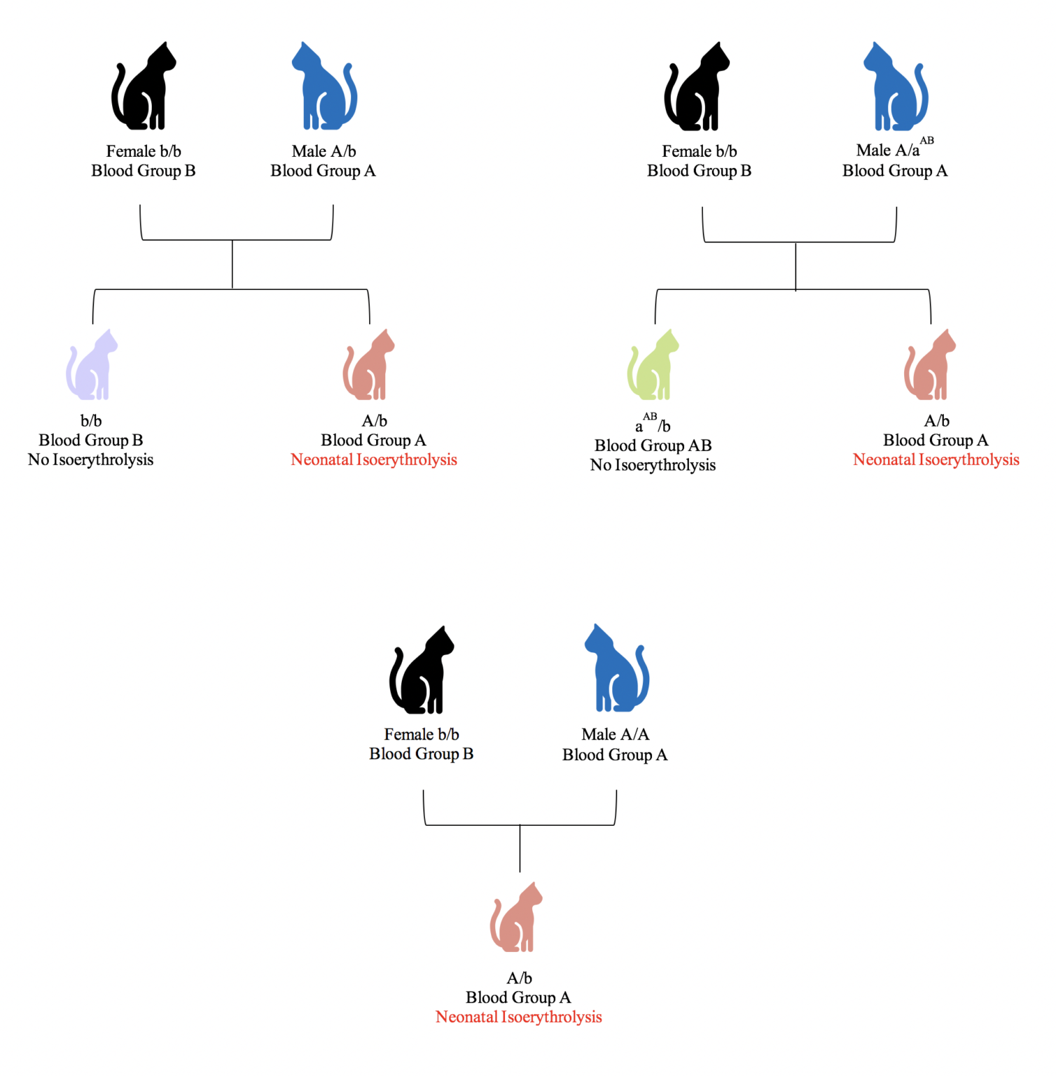 Photo inspiration: Dna Cat Genetic Profiling Cost Reference: Cat Genetic Profile Feline Blood Groups