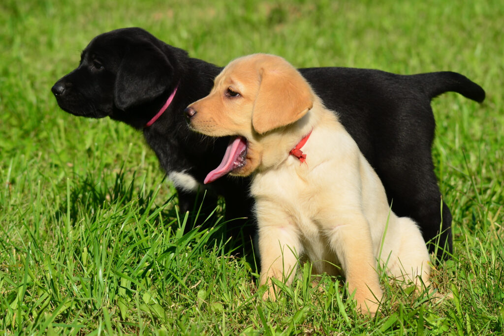 Dog Genetics 3 0 Simple Genetic Diseases Laboratoire De G n tique Dog genetics 3 0 simple genetic diseases laboratoire de g n tique