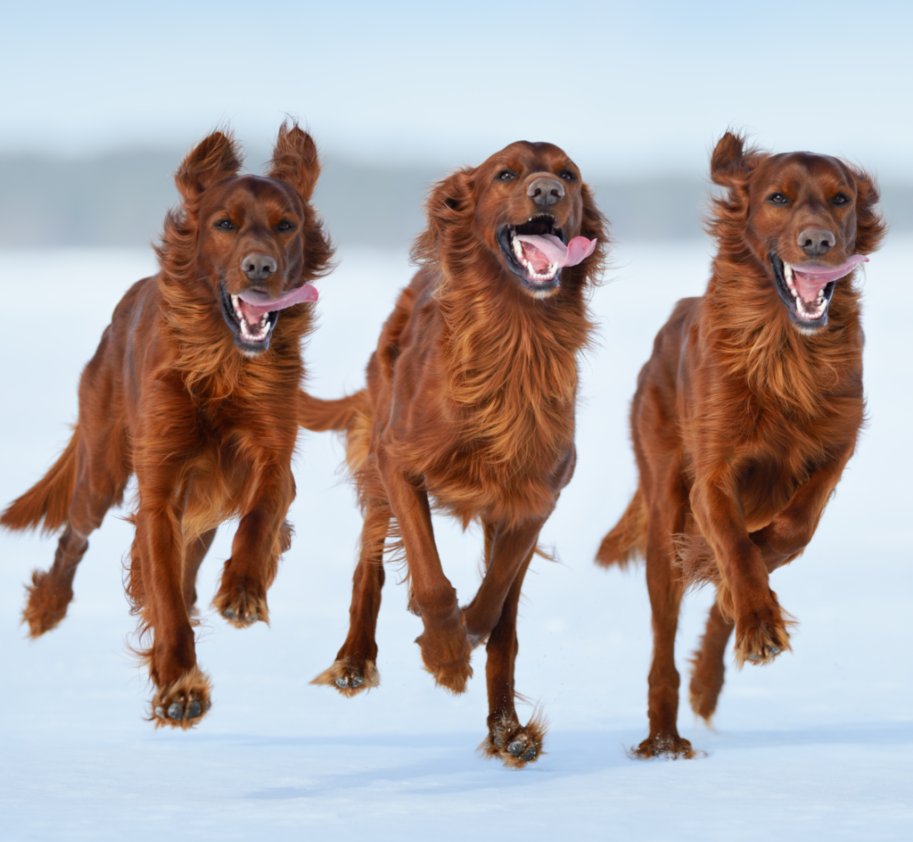 Dog Genetics 3 0 Simple Genetic Diseases Laboratoire De G n tique Dog genetics 3 0 simple genetic diseases laboratoire de g n tique