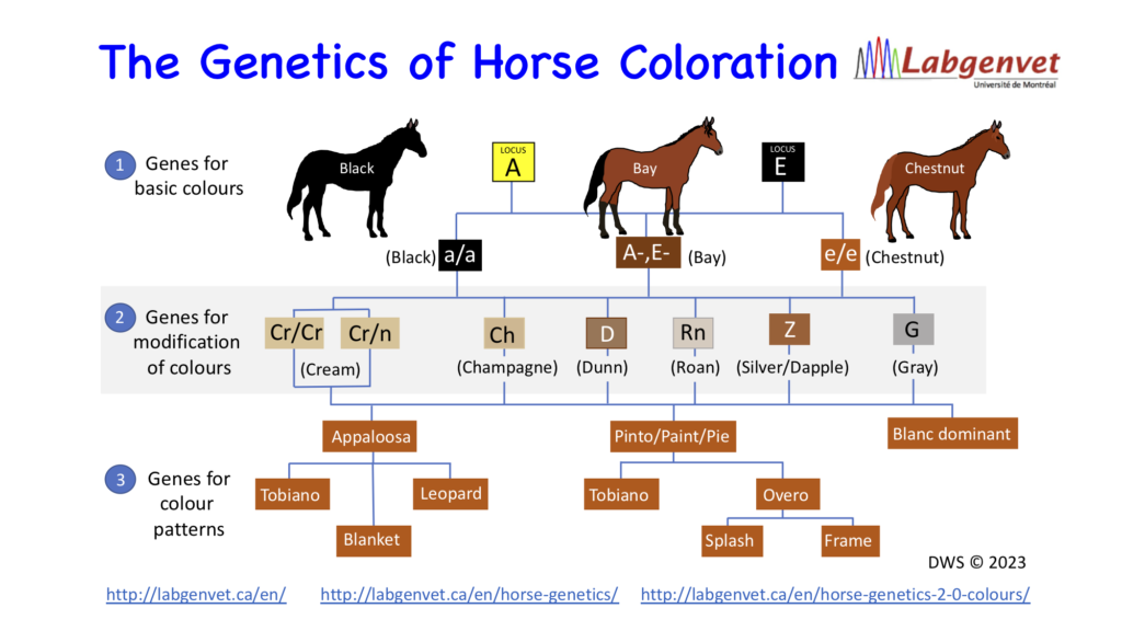 Horse 2.1 Colour Chart Laboratoire de génétique vétérinaire
