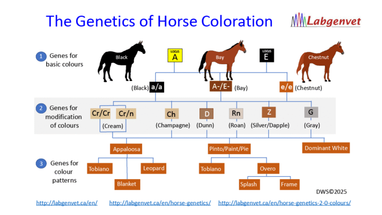 Horse Genetics 2.1 Colour Chart | Laboratoire de génétique vétérinaire